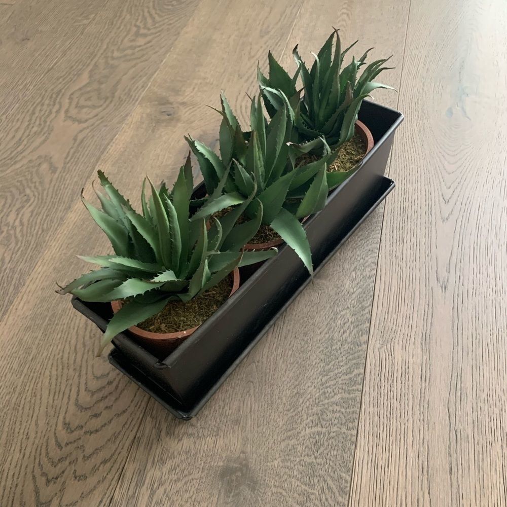 Succulent decor - Picture 3 of 3